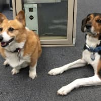 <p>Hailey, a 12-year-old Corgi, and Dooli, an 8-year-old Beagle and Fox Hound mix await customers at the Bridgeport storefront.</p>