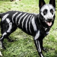 <p>About $330 million is plunked down on pet costumes during Halloween.</p>