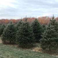 <p>A Christmas tree farm in Poughkeepsie is just one example of how diverse agriculture supports Dutchess County&#x27;s economy.</p>