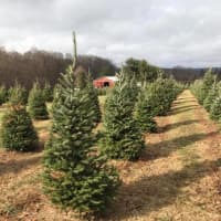 <p>You can cut your own Christmas trees at Evergreen Farm in Millbrook.</p>