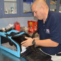 <p>The Yonkers Animal Shelter helped the 5-month-old kitten recover from wounds after it was abandoned for five days.</p>