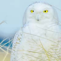 <p>One of Alomaisi&#x27;s photographs of a Snowy Owl.</p>