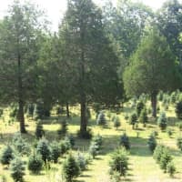 <p>Lots of trees to pick and choose from at Everett&#x27;s Corner Tree Farm in Easton.</p>
