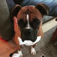<p>Nemo, 2-year-old Boxer, male. Good with kids. Currently in Emerson. info@adoptaboxerrescue.com</p>