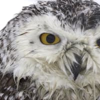 <p>A shot of the Snowy Owl Alomaisi rescued.</p>
