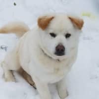 <p>Koda, female, Sammoyed-Chow Chow, 2. Southern Paws in Ringwood. southernpawsrescue@gmail.com</p>