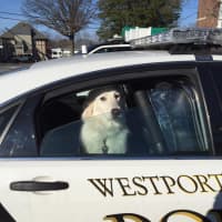 <p>A lost dog was found in Westport.</p>