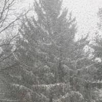 <p>The heavy snow makes for a beautiful sight on this huge evergreen in Old Greenwich on Thursday.</p>