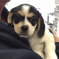 <p>This little guy and more than 60 others need homes.</p>