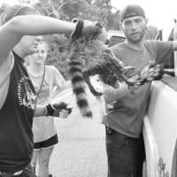 <p>Raccoon rescue in Louisiana.</p>
