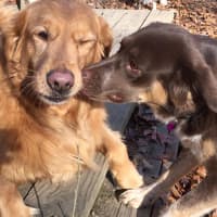 <p>The Lynn Family dogs show their love for Lynn&#x27;s Pet Care.</p>