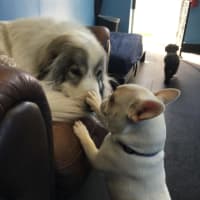 <p>Making friends at Canine Kindergarten at The Park in Mount Kisco.</p>
