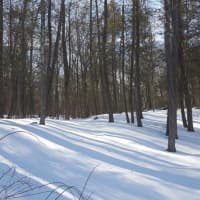 <p>The proposed site on the Moore Property off Davis Hill Road is currently a natural, untouched wooded site.</p>