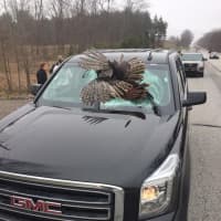 <p>A turkey shattered the windshield of an Emerson family&#x27;s rental SUV.</p>