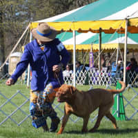 <p>Scarlett and her handler take a lap around the ring.</p>
