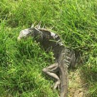 <p>A Nanuet homeowner found this iguana in his front year on Wednesday.</p>