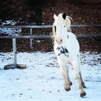 <p>Chance, a rescue horse in Redding, has been diagnosed with cancer of the eye.</p>
