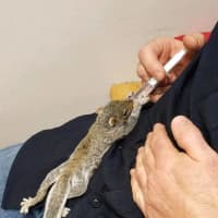 <p>A Ramapo police officer helped rescue &quot;Rocky&quot; the baby squirrel, who was abandoned in a Rockland roadway.</p>