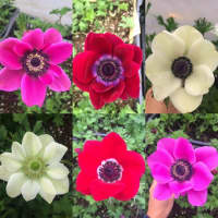 <p>Anemones at Stone Gardens Cut Flowers in Shelton.</p>