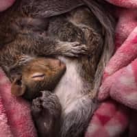 <p>A Ramapo police officer helped rescue &quot;Rocky&quot; the baby squirrel, who was abandoned in a Rockland roadway.</p>