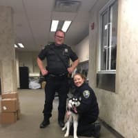 <p>The Ossining Police Department is looking to reunite this dog with its owner.</p>