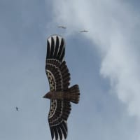 <p>Another angle of the &quot;Geesebusters&quot; kite=glider which wildlife advocates and public officials are expected to discuss as a solution to bird strikes during a meeting of the Westchester County Airport Advisory Board on Wednesday at 7 p.m.</p>
