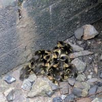 <p>All 13 were reunited with their mother.</p>