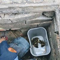 <p>Hackensack firefighters saved ducklings from a storm drain on Tuesday.</p>