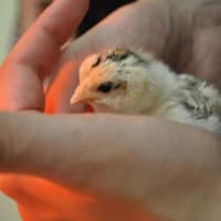 <p>The baby chicks will be donated to The Hickories in Ridgefield in a few weeks.</p>