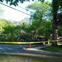 <p>An 80-year-old man was killed when a tree fell on his car on North Broadway.</p>
