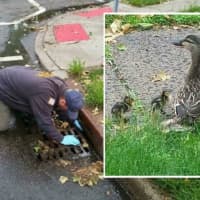 <p>Rescuer gets down for ducklings.</p>