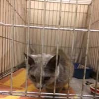 <p>This little gray cat was found in the Wilson Point neighborhood in Norwalk.</p>