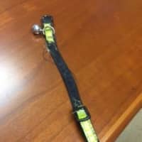 <p>A cat found in Wilson Point was wearing this neon-colored collar.</p>