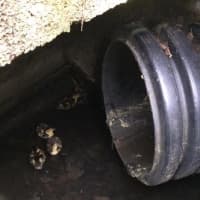 <p>The ducklings caught in the storm drain in Greenwich are tiny!</p>