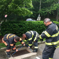 <p>Greenwich Professional Firefighters remove the grate to get to the ducklings caught in the storm drain at the Perrot Library in Greenwich.</p>