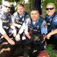 <p>Fair Lawn police named him &quot;Teddy.&quot;</p>