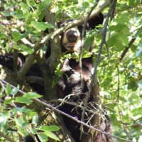 <p>A black bear was spotted in a tree on Goffle Hill Road in Hawthorne Monday afternoon.</p>