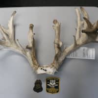 <p>Connecticut Environmental Conservation Police charged a Newtown man with illegally harvesting this 24-point buck.</p>