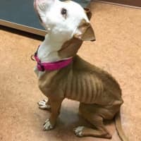 <p>Calista is on the road to recovery in a foster home.</p>