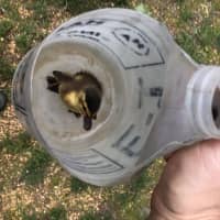 <p>One duckling is rescued!</p>