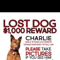<p>A $1,000 reward has been offered if anyone helps find Charlie.</p>