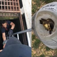 <p>Norwalk firefighters plunge into the sewer drain to bring 11 ducklings to safety.</p>