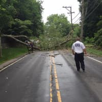 <p>A fallen tree blocks North Street in Greenwich on Friday. Three cars were hit by the tree.</p>