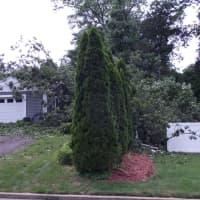 <p>The tree owner&#x27;s fence and pool cabana were damaged, as well.</p>