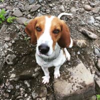 <p>Bingo: 1-year-old hound. Male. 50 pounds. Fully grown. Great with other dogs and kids. Loves hikes.</p>