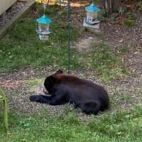 <p>A bear was spotted making the rounds in a Dutchess County backyard.</p>