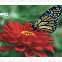 <p>An image by Somers photographer Bonnie Sue Rauch is on a new Forever stamp.</p>