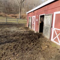 <p>The Putnam County SPCA announced the arrest of a man who abused two horses.</p>
