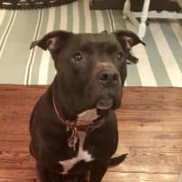 <p>Mia is looking for a new home in Fairfield County.</p>