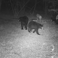 <p>A pair of black bears were seen rummaging through trash bins in Dutchess County.</p>